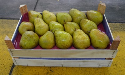 Foto Pere Decana Calibro 85/90 Origine Olanda Marchio Sattin 1