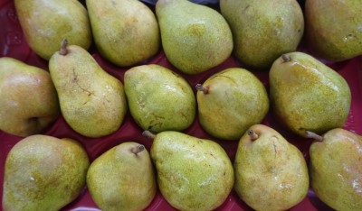 Foto Pere Decana Calibro 85/90 Origine Olanda Marchio Sattin 2