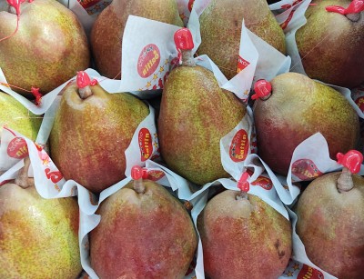 Foto Pera Decana  Rossa Calibro 12 Origine Olanda Marchio Sattin 2