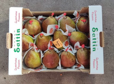 Foto Pera Decana  Rossa Calibro 12 Origine Olanda Marchio Sattin 3