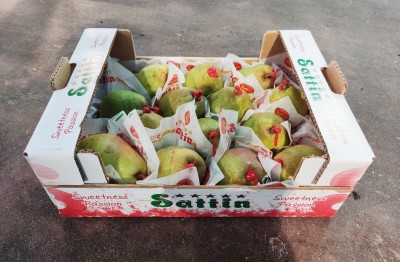 Foto Pera Decana Calibro 14 Origine Olanda Marchio Sattin    1