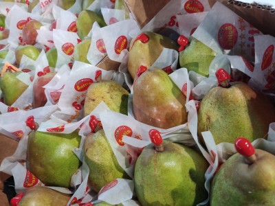 Foto Pera Decana Calibro 14 Origine Olanda Marchio Sattin    2