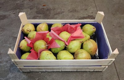 Foto Pere  Decana Calibro 80+ Origine Belgio Marchio Sattin           1