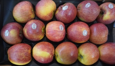 Foto Mele Varietà Envy Calibro 85/90 Origine Italia Marchio Envy            2