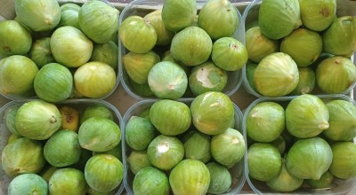 Foto Fichi Bianchi Origine Italia Marchio Fichi Di Puglia  2