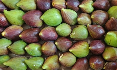 Foto Fichi Neri Origine Italia Marchio Fichi Di Puglia  2