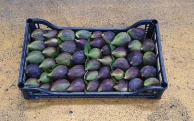 Foto Fichi Rossi Origine Italia Marchio Montaruli  1