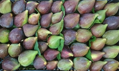 Foto Fichi Rossi Origine Italia Marchio Montaruli  2