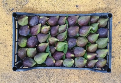 Foto Fichi Rossi Origine Italia Marchio Montaruli  3