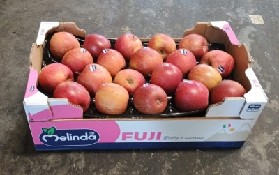 Foto Mele Fuji Lavorazione in Padella Marchio Melinda  Origine Italia Calibro 75/80           1