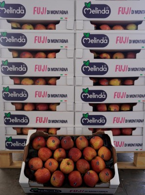 Foto Mele Fuji Calibro 75/80 Origine Italia Marchio Melinda 3