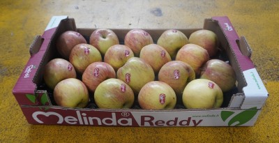 Foto FUJI Calibro 80/85 Origine Italia Marchio Melinda Reddy  1