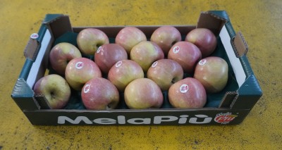 Foto Fuji Calibro 85/90 Origine Italia Marchio Melapiù  1