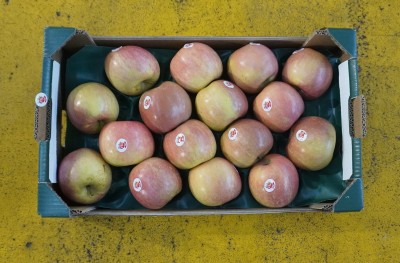 Foto Fuji Calibro 85/90 Origine Italia Marchio Melapiù  3