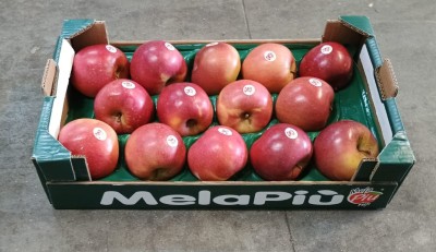 Foto Mele Fuji Calibro 90/95 Origine Italia Marchio  Melapiù              1