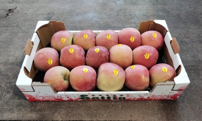 Foto Mele Fuji Calibro 15 Origine Italia Marchio Sattin	            1