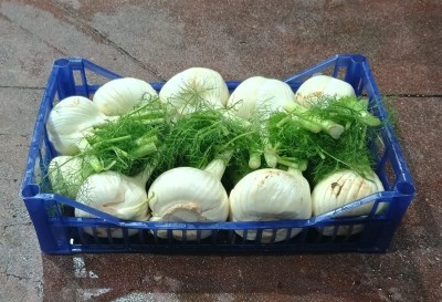 Foto Finocchi Origine Italia Marchio Pallavicino	 1