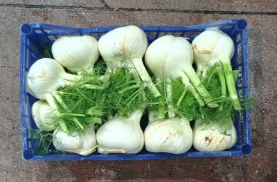 Foto Finocchi Origine Italia Marchio Pallavicino	 2