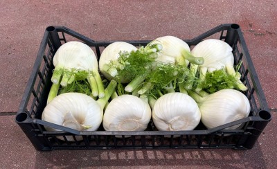 Foto Finocchi Origine Italia Marchio Agrogens 1