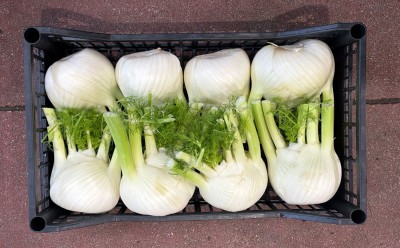 Foto Finocchi Origine Italia Marchio Agrogens 2