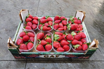 Foto Fragole Confezione Da 2 Kg Origine Italia Marchio Gaf 1