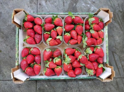 Foto Fragole Confezione Da 2 Kg Origine Italia Marchio Gaf 3