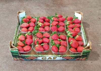 Foto Fragole Confezione Da 2 Kg Origine Italia Marchio Gaf 1