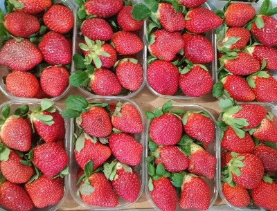 Foto Fragole Confezione Da 2 Kg Origine Italia Marchio Gaf 2