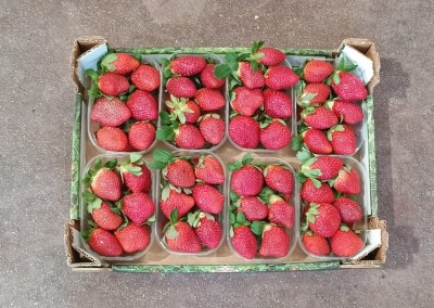 Foto Fragole Confezione Da 2 Kg Origine Italia Marchio Gaf 3