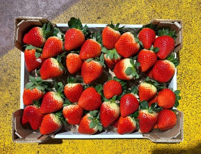 Foto Fragole Varietà Arwen Origine Italia Marchio Verardi 3