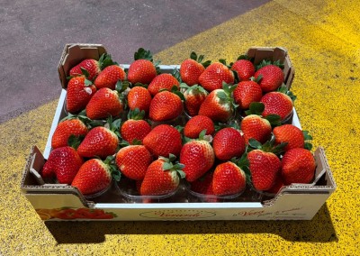 Foto Fragole Varietà Llosana Origine Italia Marchio Verardi         1