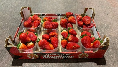 Foto Fragole Lavorazione In Padella Marchio Maglione  1