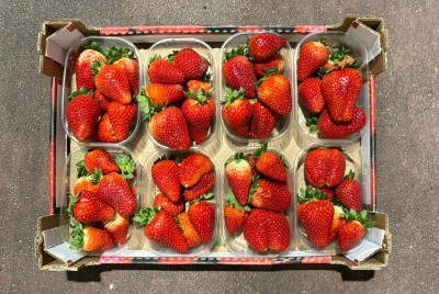 Foto Fragole Lavorazione In Padella Marchio Maglione  3