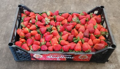 Foto Fragole Origine Italia Marchio Maglione  1