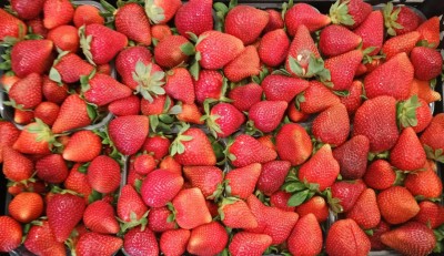 Foto Fragole Origine Italia Marchio Maglione  2