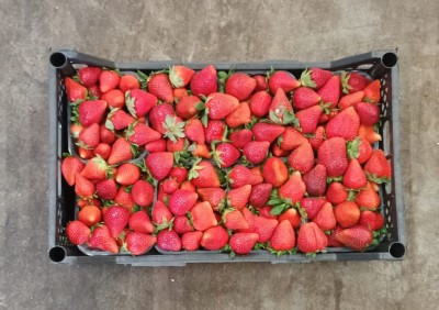 Foto Fragole Origine Italia Marchio Maglione  3
