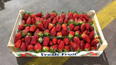 Foto Fragole Origine Albania Marchio Fresh Fruit 1