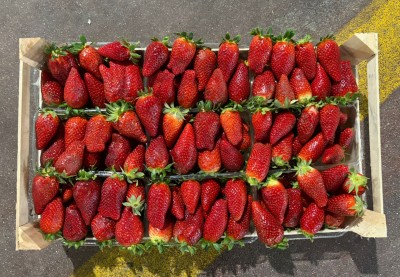 Foto Fragole Origine Albania Marchio Fresh Fruit 3