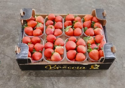 Foto Fragole Varietà Arwen Origine Italia Marchio Brescia Antonio  1