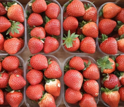 Foto Fragole Varietà Llosana  Origine Italia Marchio Brescia Antonio  2