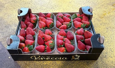 Foto Fragole Arwen Confezione da 2 Kg Origine Italia Marchio Brescia  1