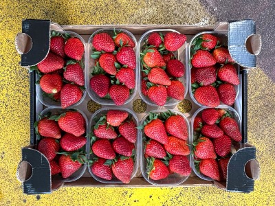 Foto Fragole Arwen Confezione da 2 Kg Origine Italia Marchio Brescia  3