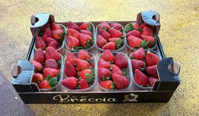 Foto Fragole Varietà LLosana Lavorazione In Padella  Origine Italia Marchio Brescia Antonio       1