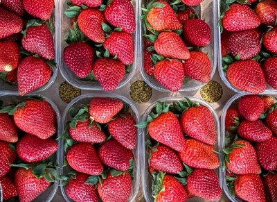 Foto Fragole Varietà LLosana Lavorazione In Padella  Origine Italia Marchio Brescia Antonio       2