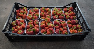 Foto Fragole Varietà Favetta Origine Italia Marchio Ferrari Rosanna  1