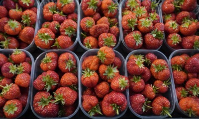 Foto Fragole Varietà Favetta Origine Italia Marchio Ferrari Rosanna  2