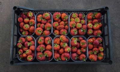 Foto Fragole Varietà Favetta Origine Italia Marchio Ferrari Rosanna  3