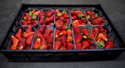Foto Fragole Lavorazione in Casse da 10 cestini  da 500 gr Origine Italia Marchio Agriroma 1