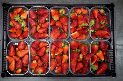 Foto Fragole Lavorazione in Casse da 10 cestini  da 500 gr Origine Italia Marchio Agriroma 3