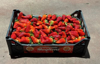 Foto Fragole Origine Italia Marchio Maglione 1